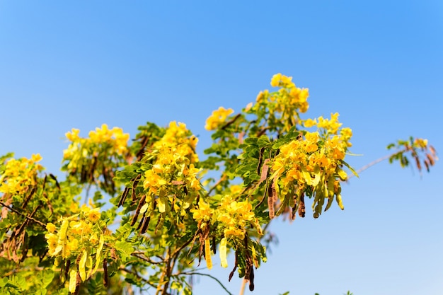 나무 선택적 초점에 노란 꽃