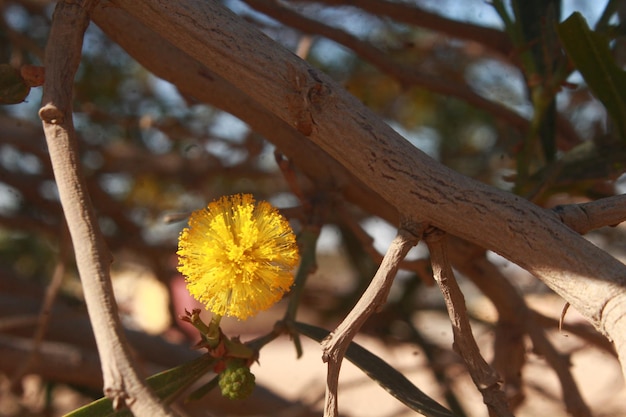 A yellow flower on a tree