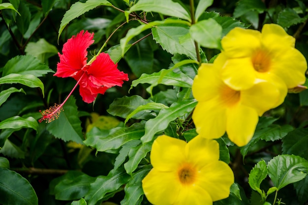 木の上に黄色の花