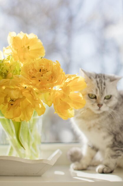 Yellow flower tulip in vase