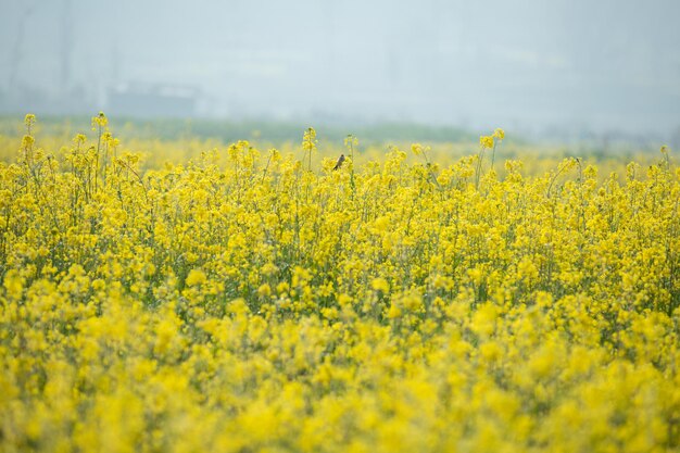 Yellow flower valley shine