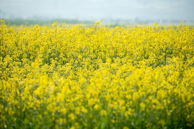 Yellow flower valley