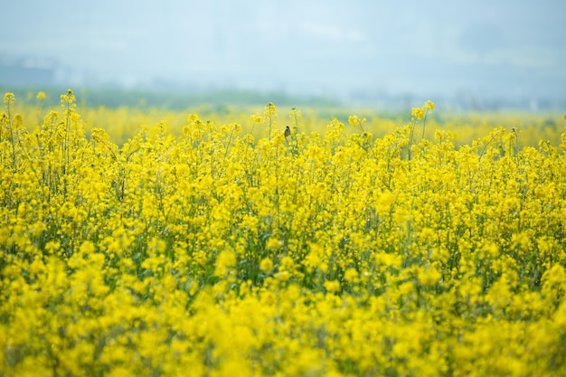 Yellow flower valley