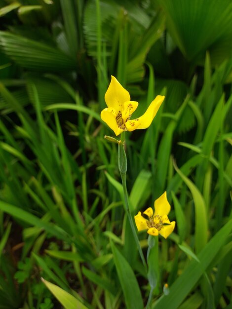 Фото Желтый цветок обои фон 2