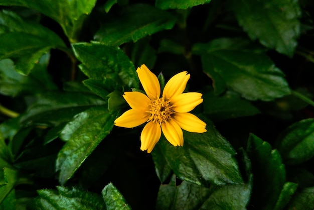 Foto carta da parati a fiori gialli