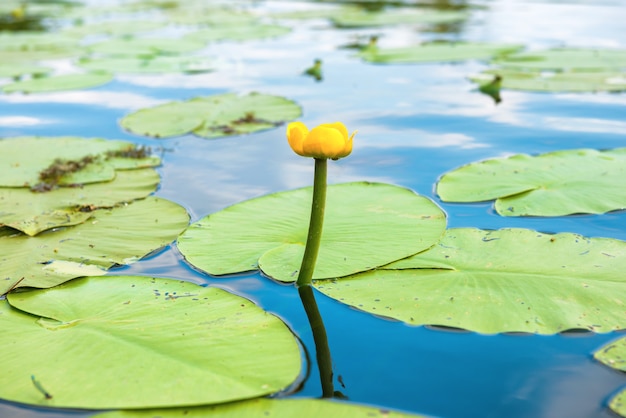 Yellow flower- water lilly in the pond