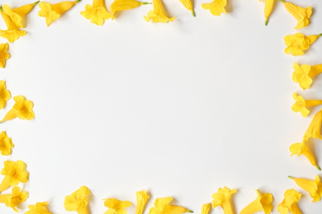 Foto fiore giallo sul fondo bianco della struttura con lo spazio della copia vista superiore