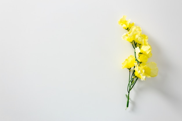 Yellow flower in a white table