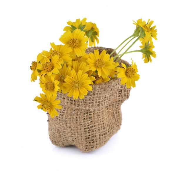 Yellow flower on white