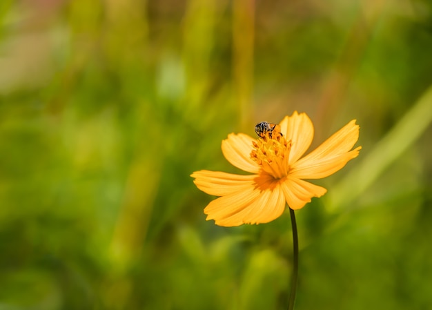 Yellow flower with a bee holding honey