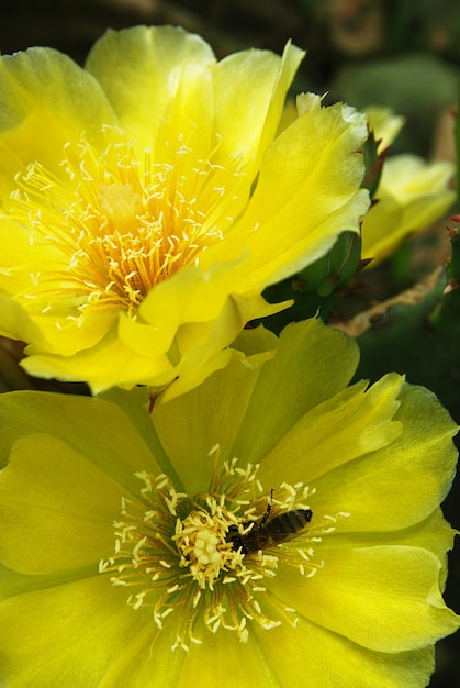 A yellow flower with a bee on it