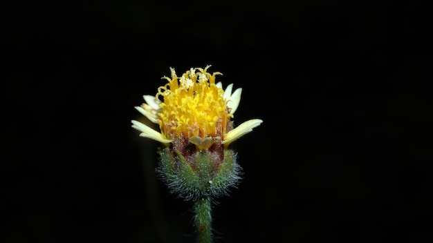 A yellow flower with a black background