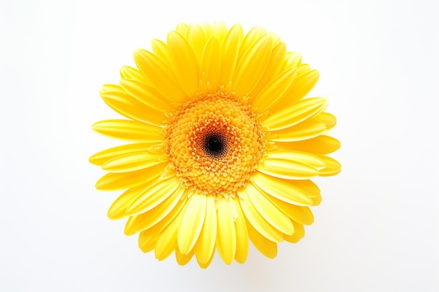 A yellow flower with a black center is in front of a white background.