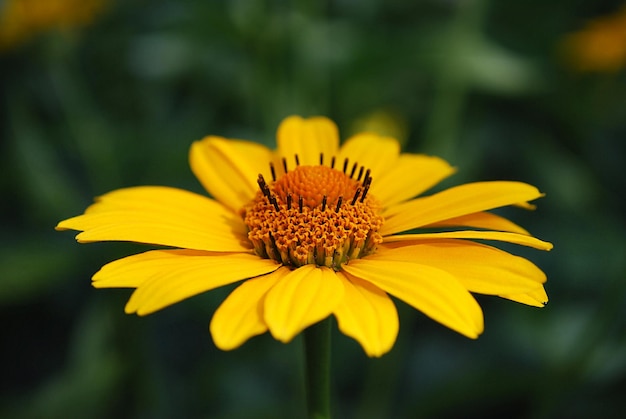 A yellow flower with a black center and a yellow center.