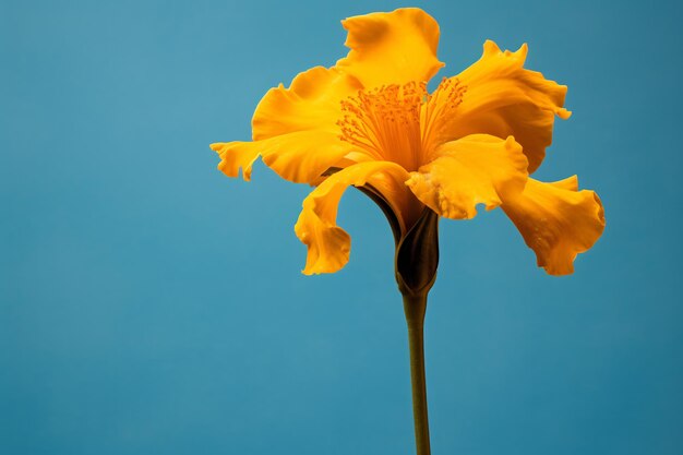 Foto un fiore giallo con uno sfondo pianeggiante blu