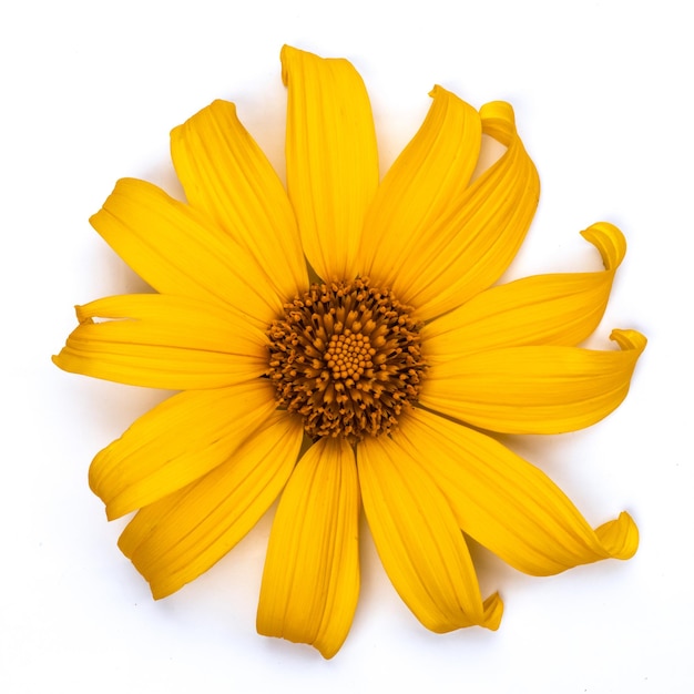 A yellow flower with a brown center and a yellow center.