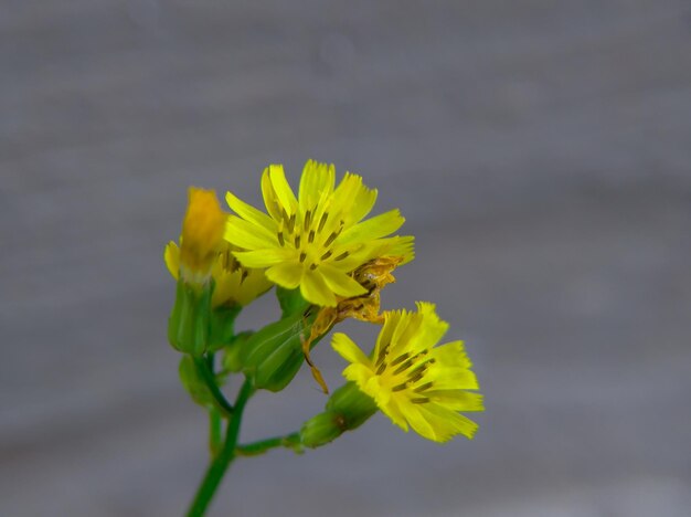 A yellow flower with a bug on it