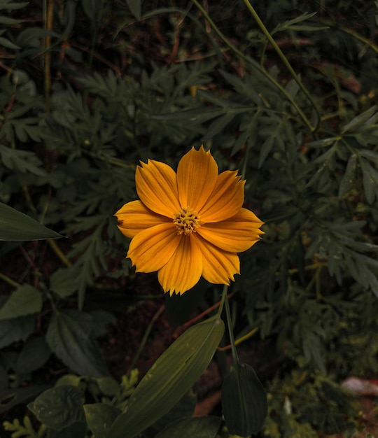 a yellow flower with the center of the center of the flower