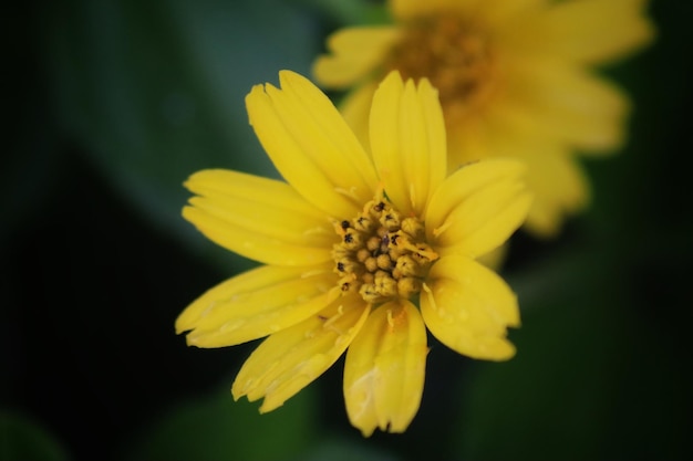 A yellow flower with the center open
