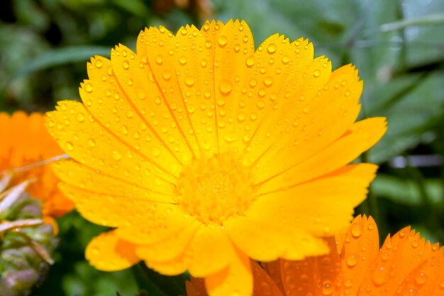 写真 水滴が付いた黄色い花