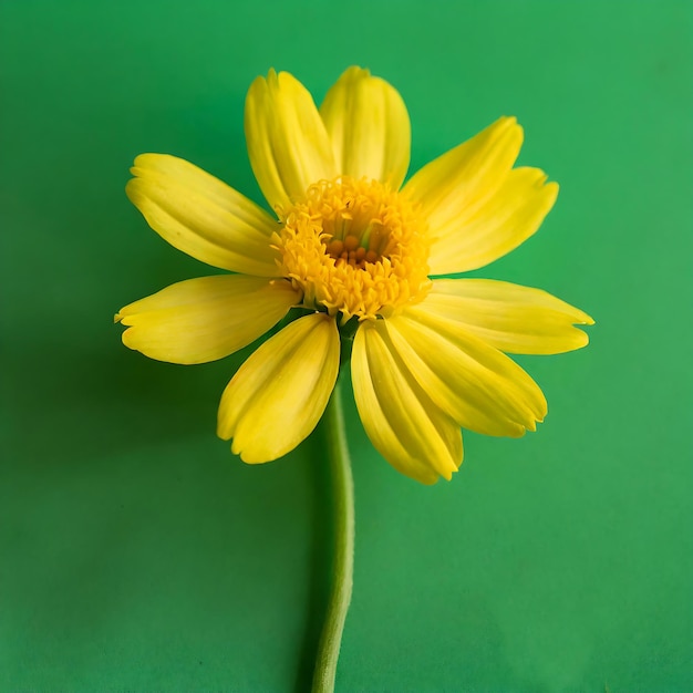 yellow flower with green background