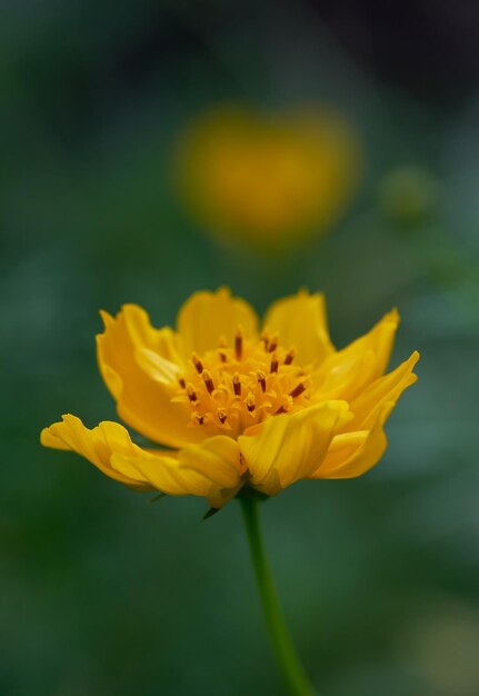 A yellow flower with a green background