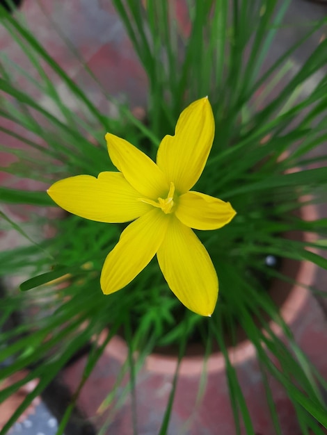 A yellow flower with a green leaf in the middle of it