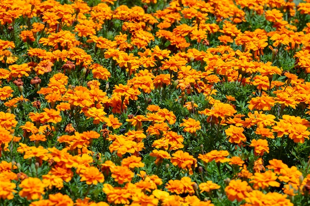 Yellow flower with green leave.