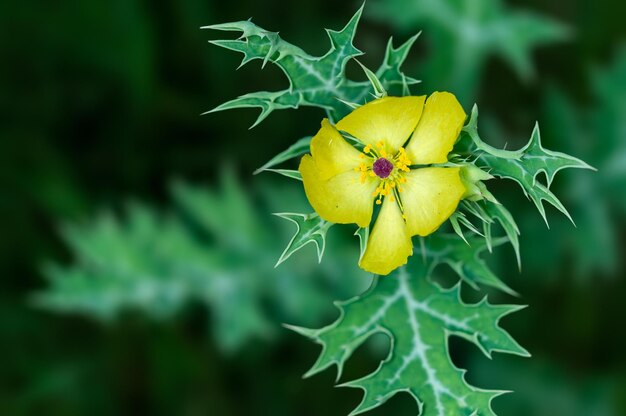 植物に緑の葉を持つ黄色い花