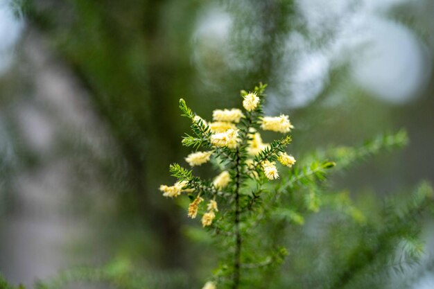 A yellow flower with a green stem and a green plant with yellow flowers.