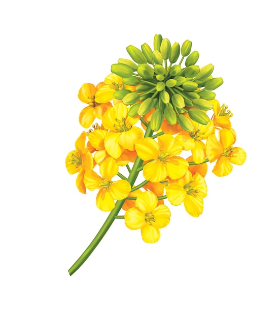 Желтый цветок с зеленым стеблем и желтым цветком на дне