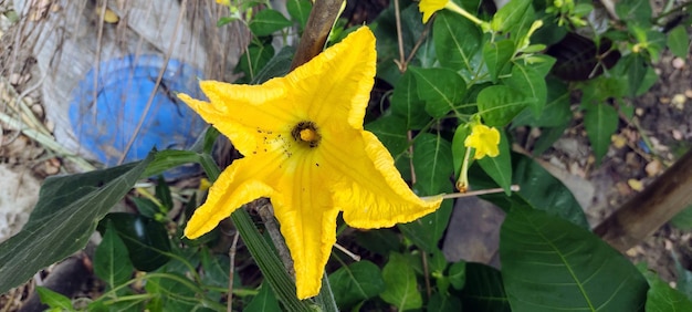 A yellow flower with a large flower called the buttercup.