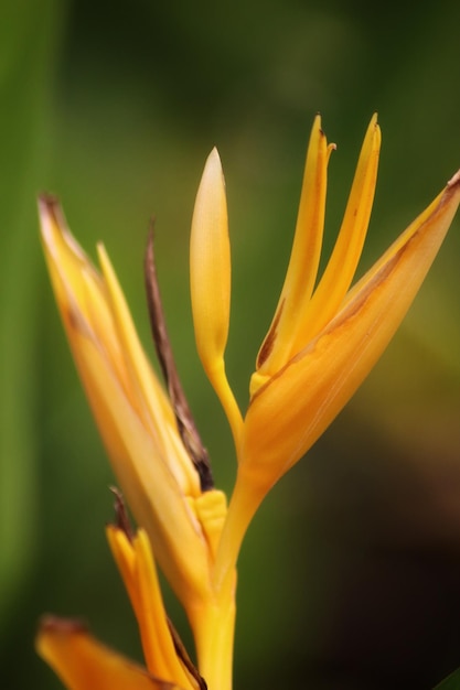 A yellow flower with a long stem that has a long stem.