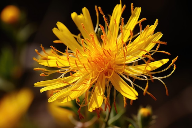 a yellow flower with the name of the artist