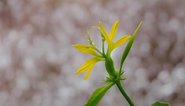 Foto un fiore giallo con il nome dell'azienda