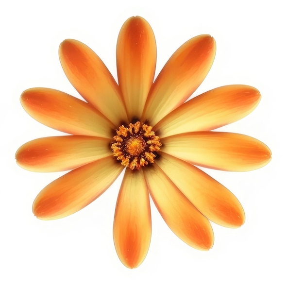 A yellow flower with orange petals that says " the yellow center ".