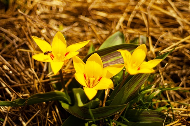 A yellow flower with red center is in a field of straw.