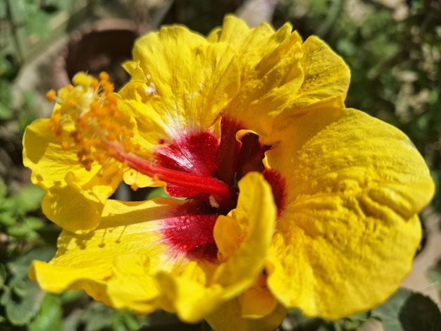 a yellow flower with red and red in the middle.