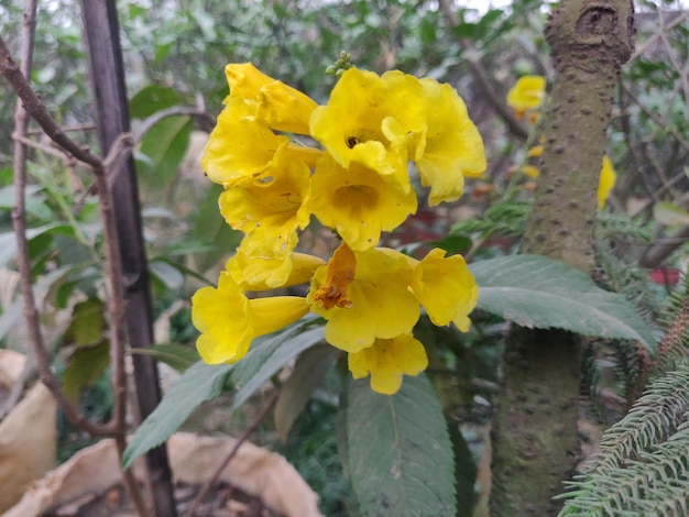 Желтый цветок с красным пятном на нем