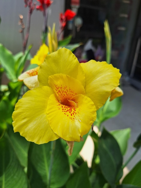 A yellow flower with red spots is in a pot.