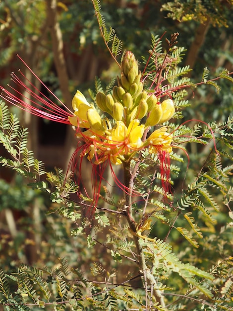 A yellow flower with red stripes is on a branch.
