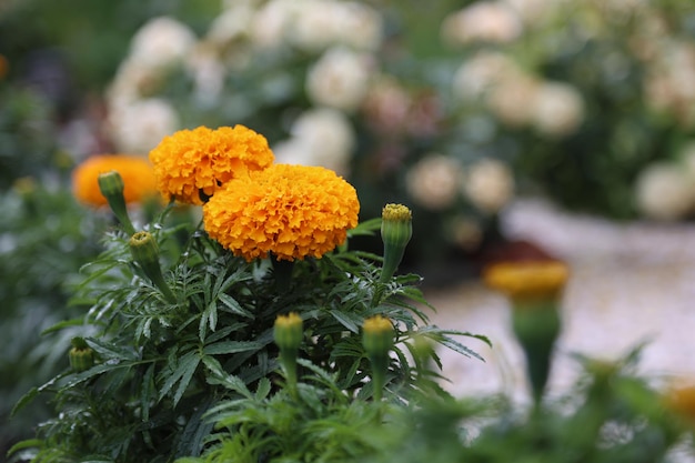 Yellow flower with a small stem and leaves against the background of the garden