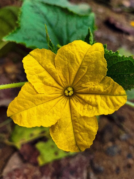 A yellow flower with a small yellow center is surrounded by leaves