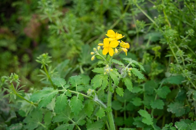 植物の真ん中に小さな黄色い花を持つ黄色い花。