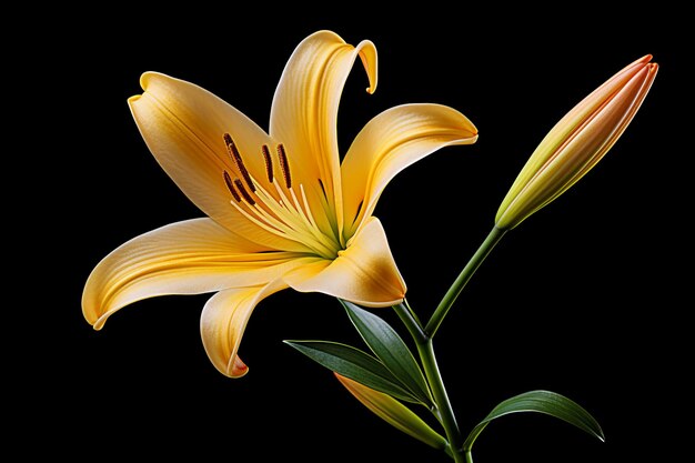 a yellow flower with a stem and leaves