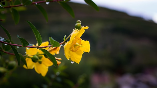 a yellow flower with water drops on it