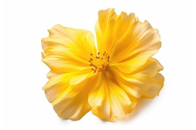 A yellow flower with a white background