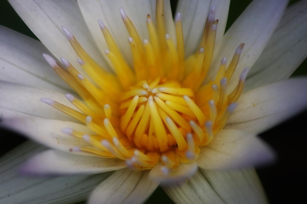A yellow flower with white petals and a yellow center.