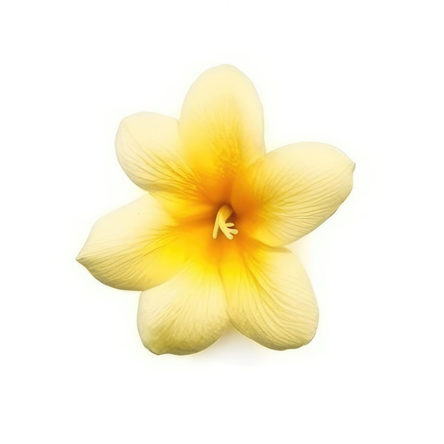 A yellow flower with the word " t " on it