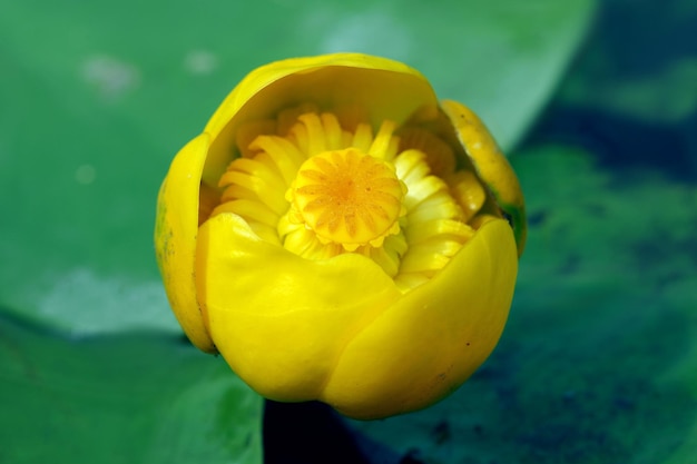 A yellow flower with the yellow center is shown in the center.